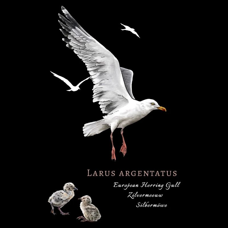 Silbermöwe