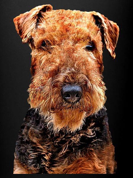Airedale Terrier