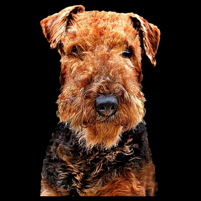 Airedale Terrier