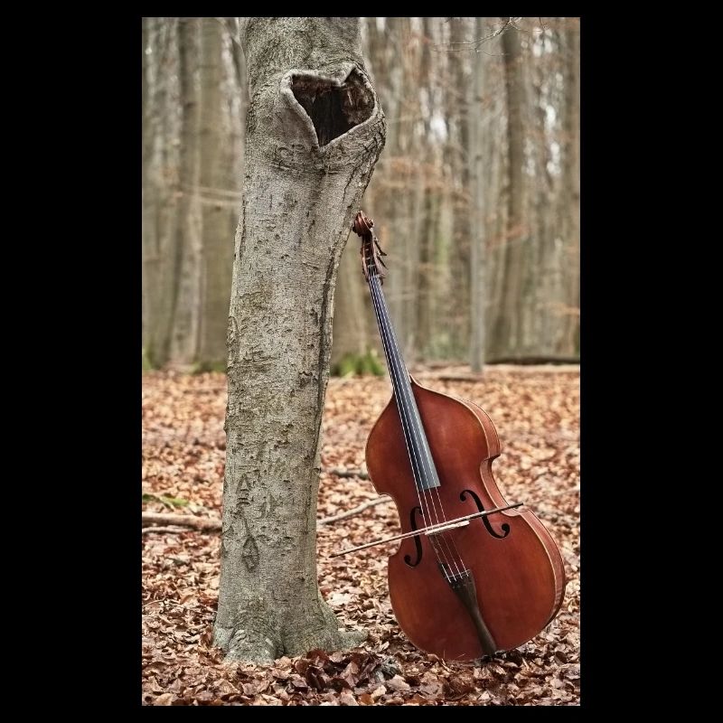 Ein Kontrabass an einem Buchenbaum mit Herz.
