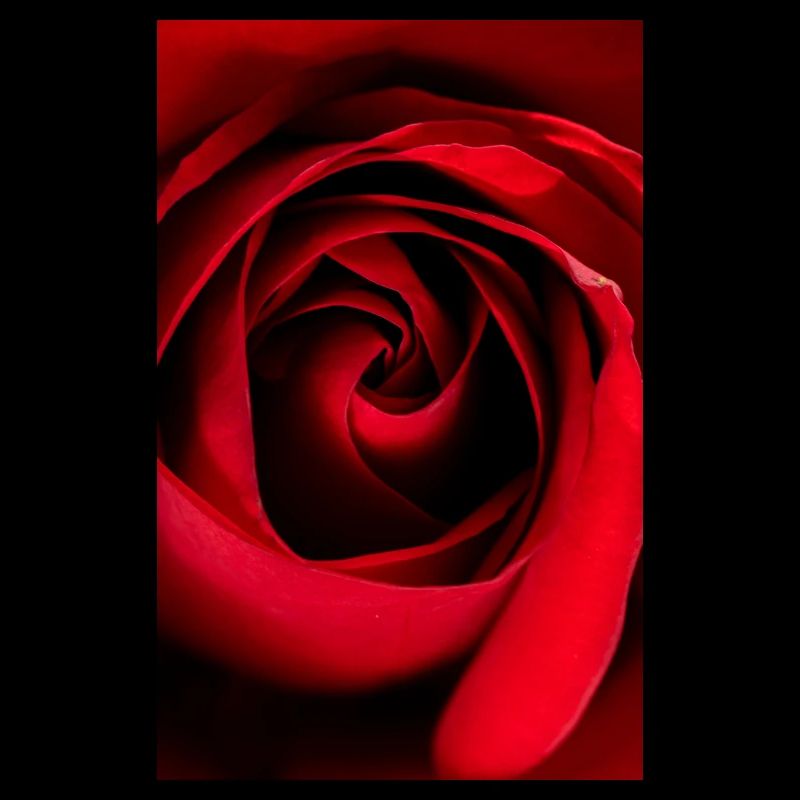 Red Rose