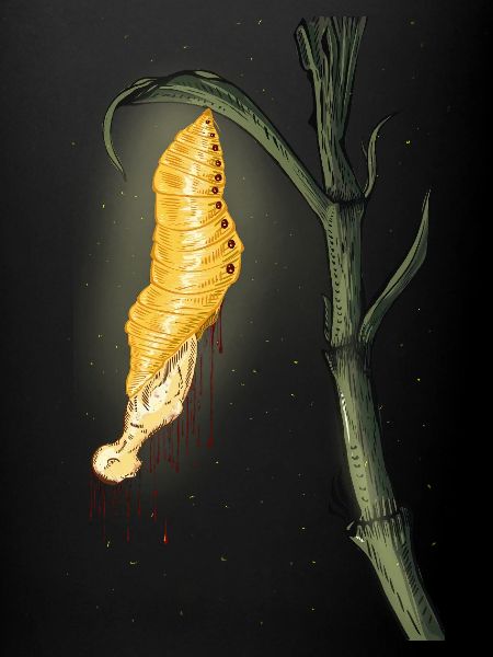 moth