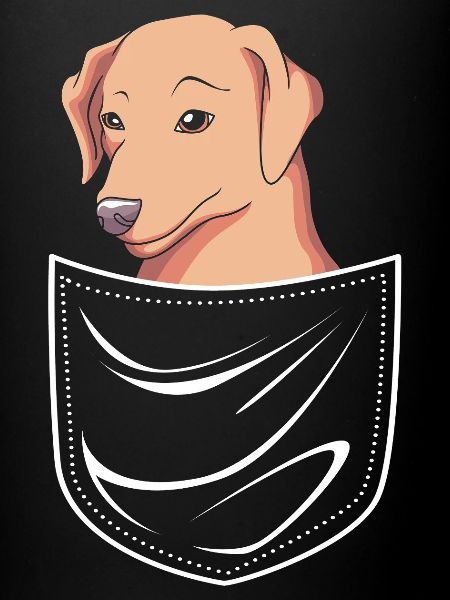 Chesapeake Bay Retriever