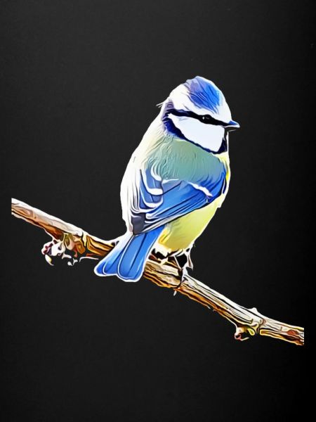 Blau – Vogelillustration