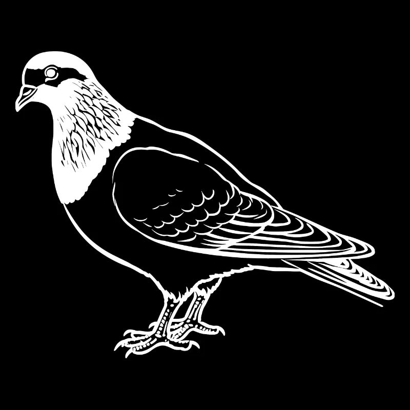 Taube Hand gezeichnet Vogel