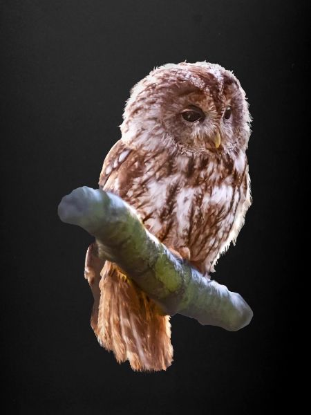hibou