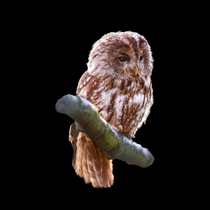 owl