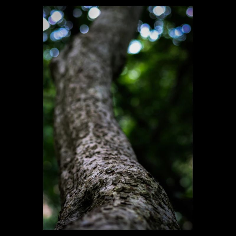 Makrofotografie eines strukturierten Baumstamms - Lebendig