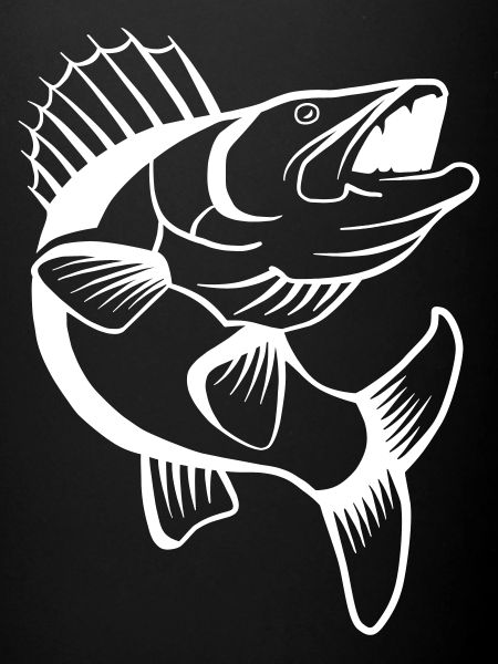 Zander