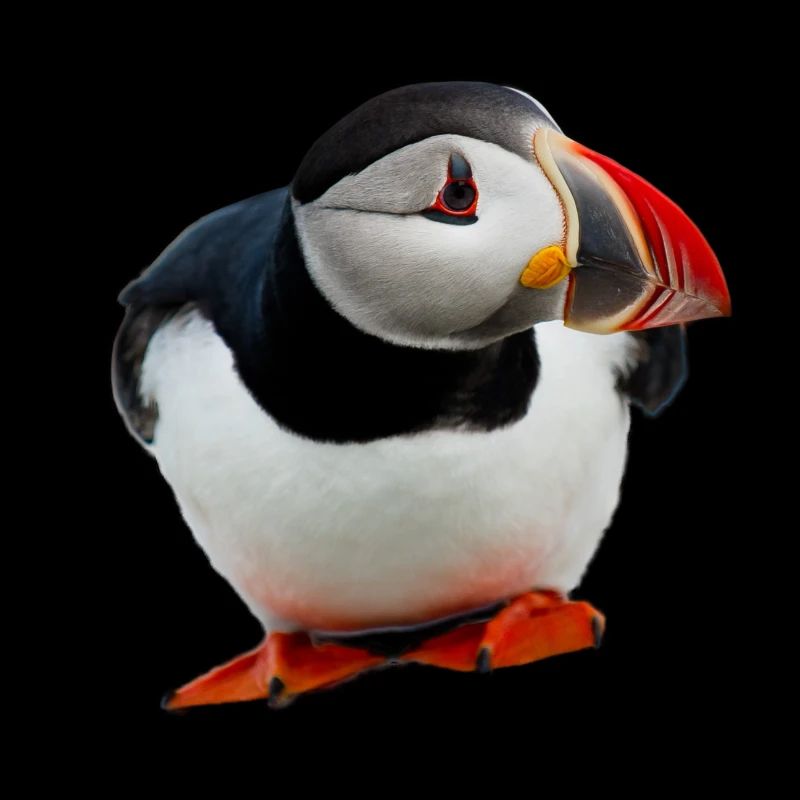 Papageientaucher