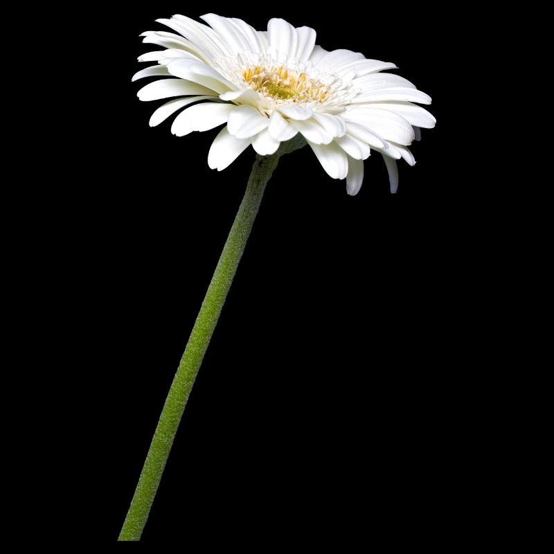Gerbera I exempté