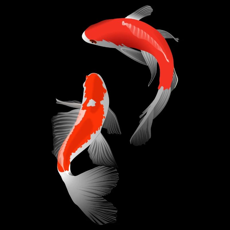Koi