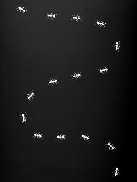 Fourmi - Chemin des fourmis