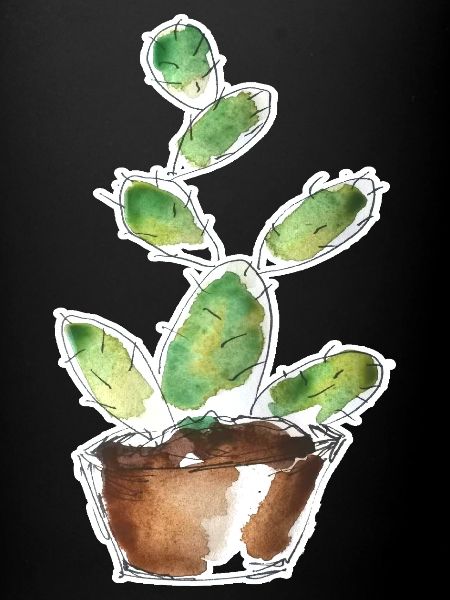 Petit cactus vert