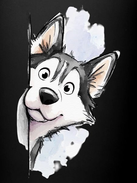Coucou Husky 🐺🐾 Sibérien