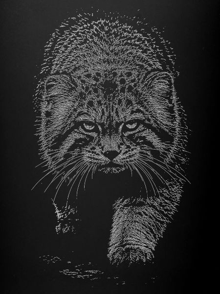 Manul