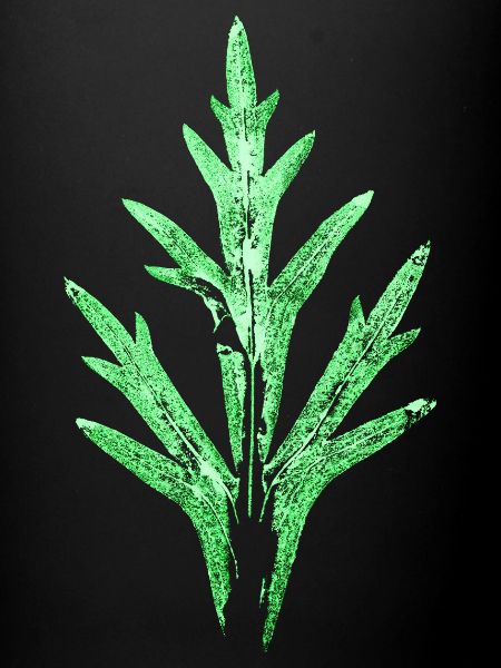 Blatt / Rittersporn - Garten & Natur