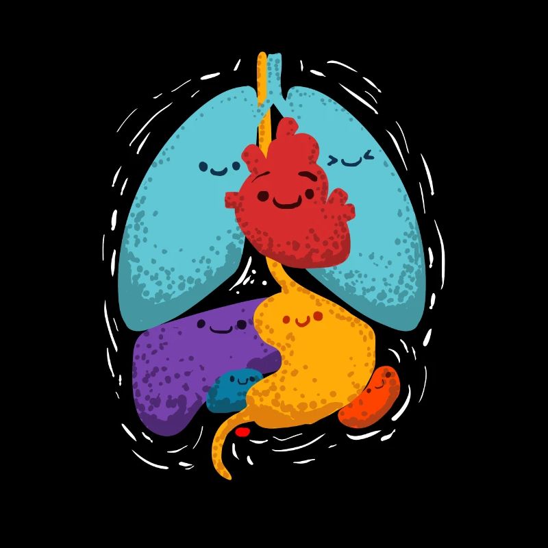 Cadeau d’anatomie des organes internes pour les médecins