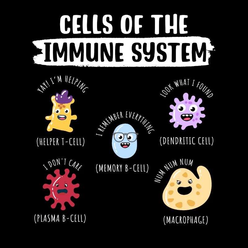 Zellen des Immunsystems