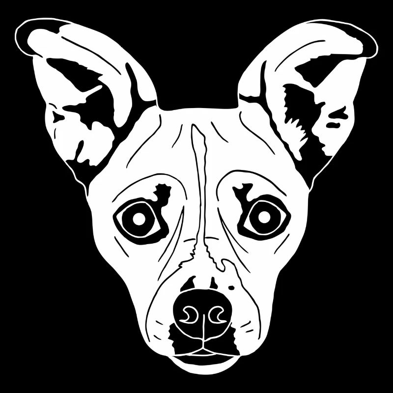 Jack Russell Mix