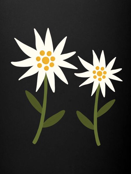Fleurs d’edelweiss