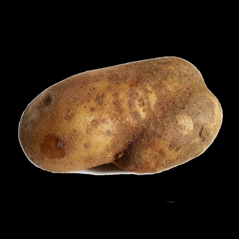 Potato potatoes