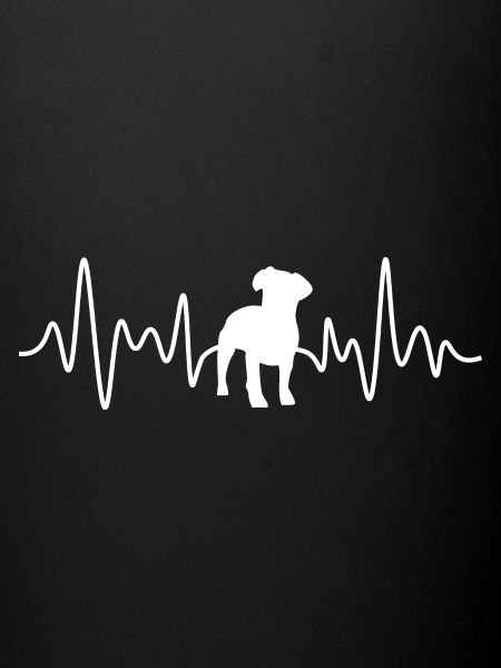 Jack Russell Terrier