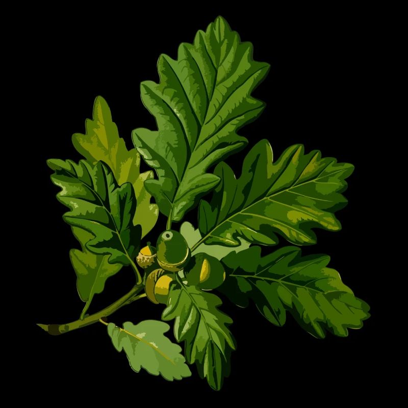 herbes thym romarin persil origan aneth