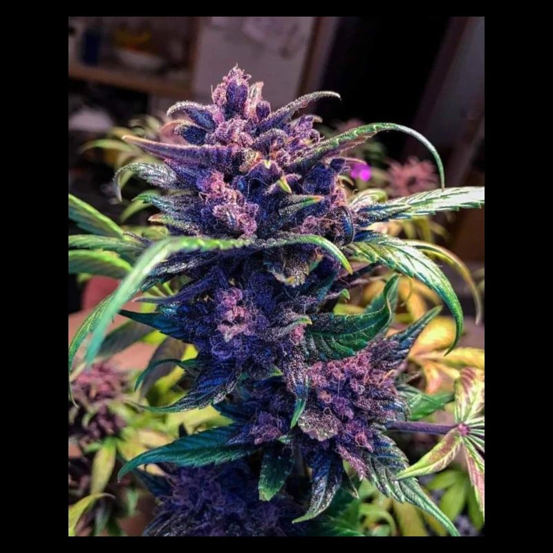 Purple Bud