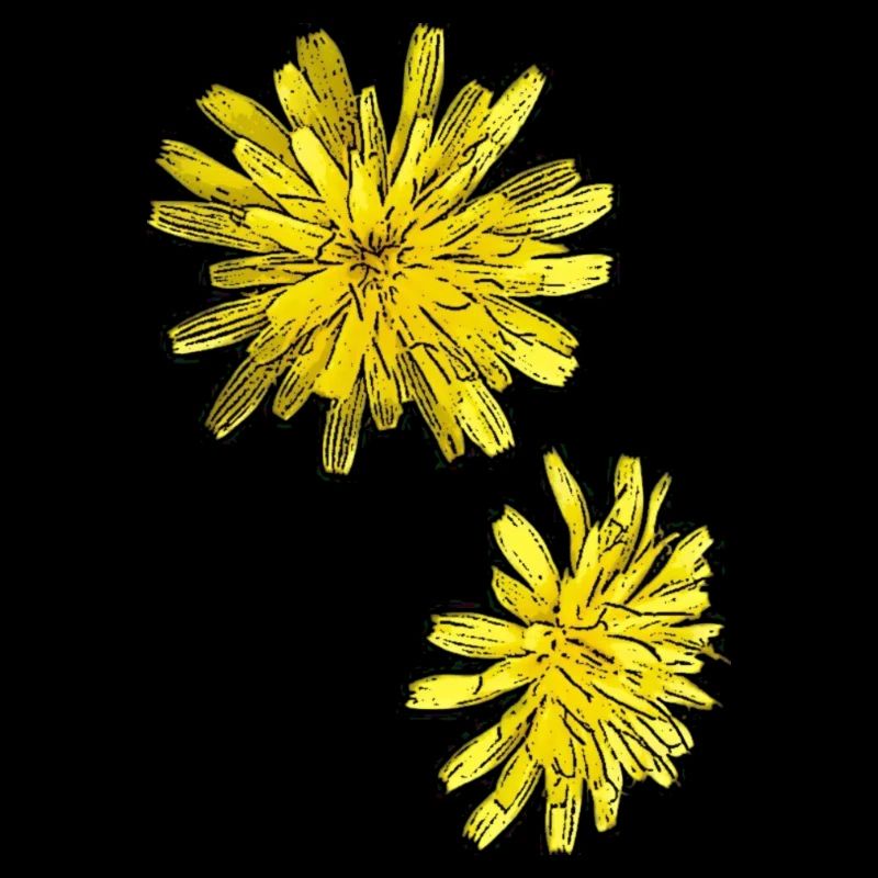 Cartoon hawkweed