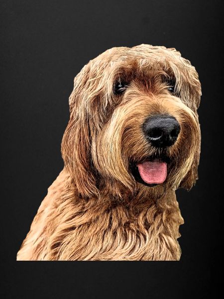 Otterhound 2