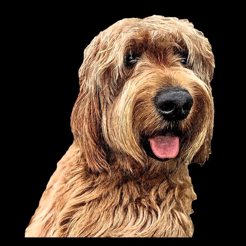 Otterhound 2