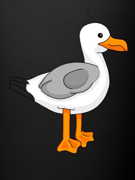 Gull