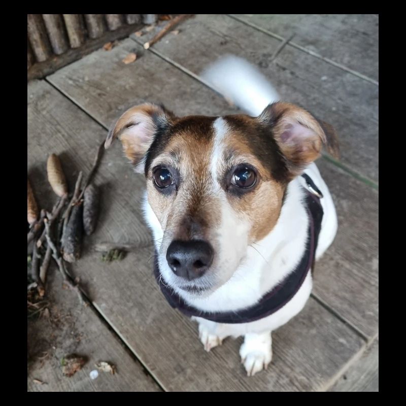 Jack Russel - Ich war das nicht