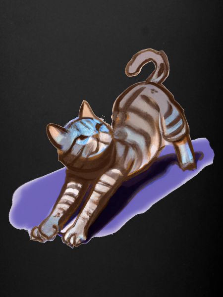 Chat de yoga mignon