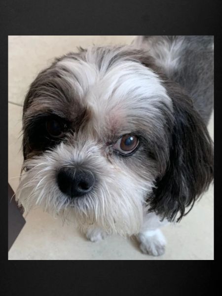 Milo