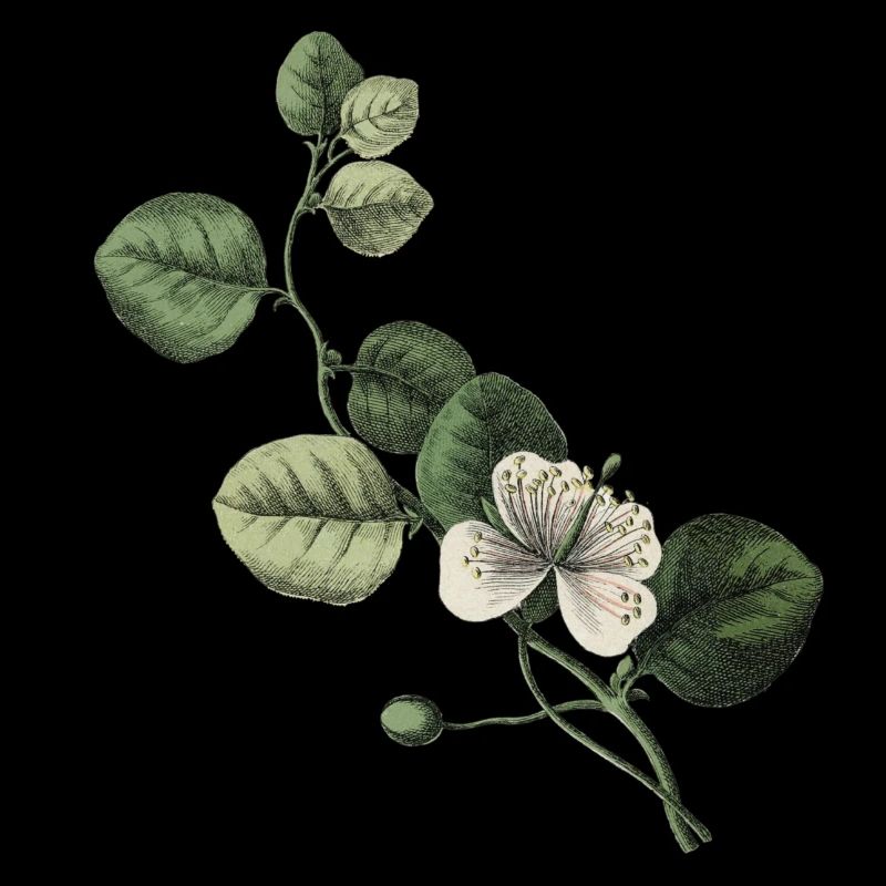 Letter N Green Botanical