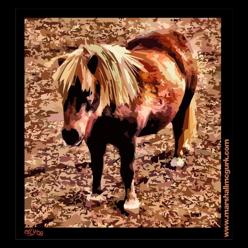 Poney Shetland