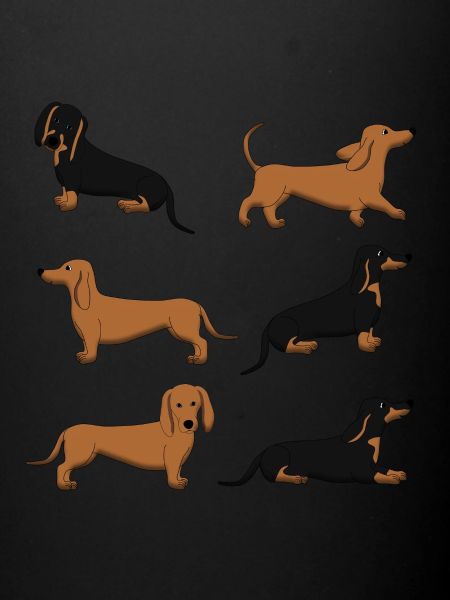 Dachshund selection
