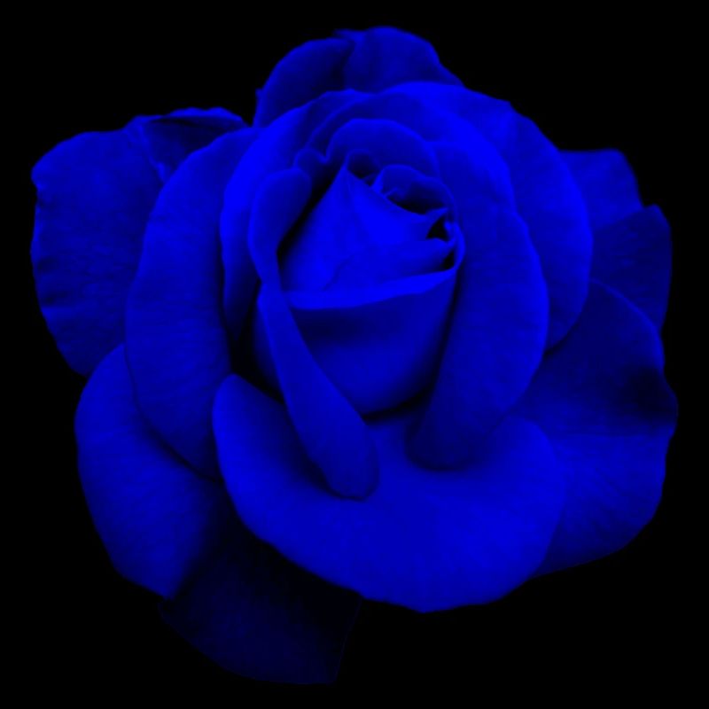 Blaue Rose