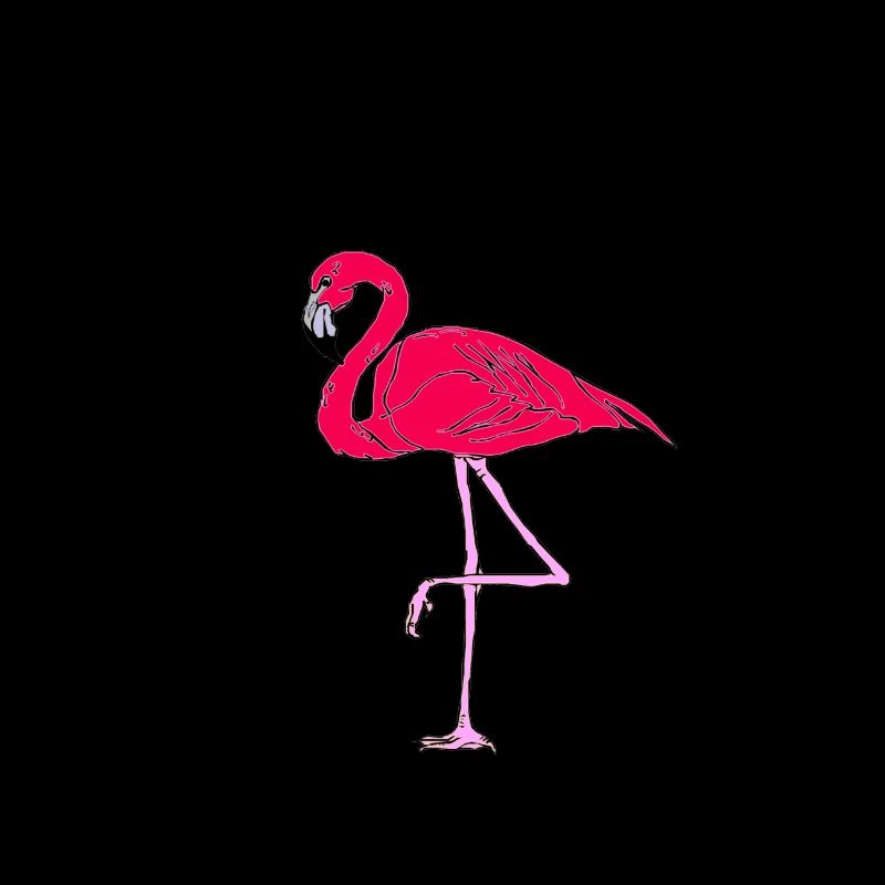 Flamant rose