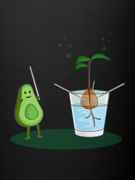 Avocado birth