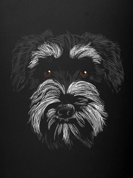 Miniature Schnauzer B