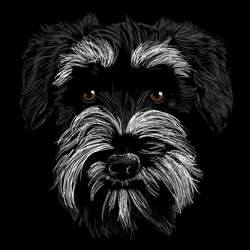 Schnauzer miniature B