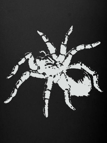 Tarantula spider white