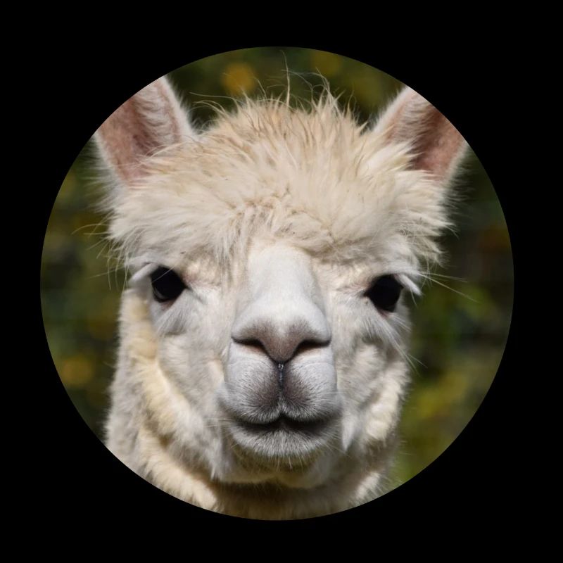 lama