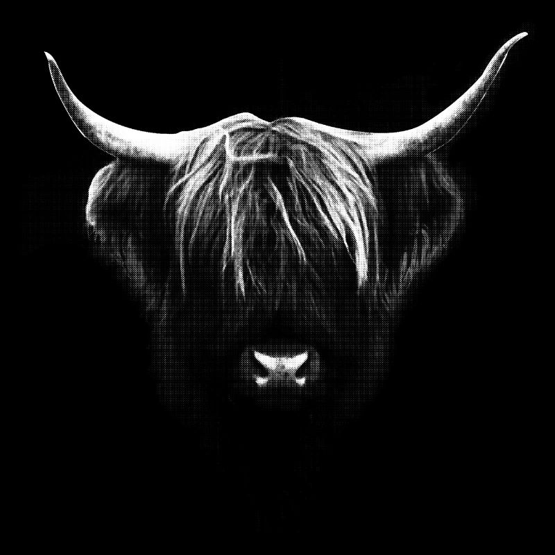 buffalo cow