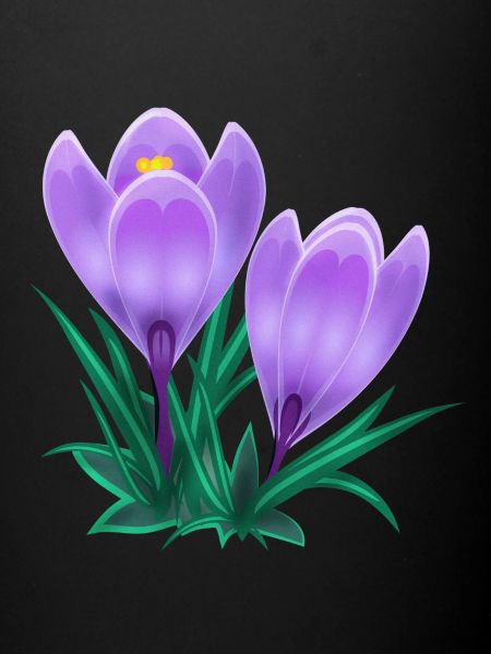 crocus