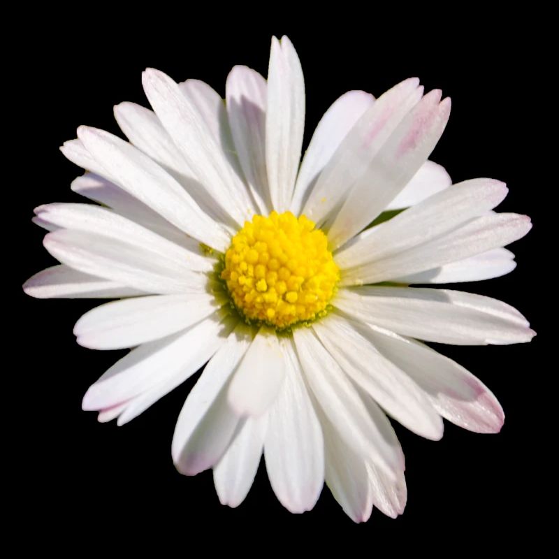 Daisy flower