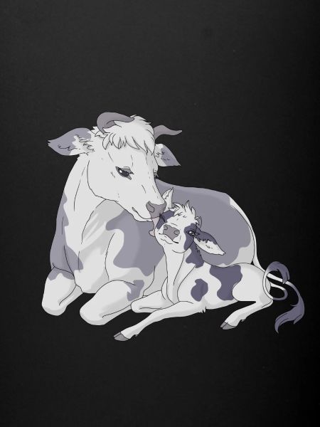 Vache et veau